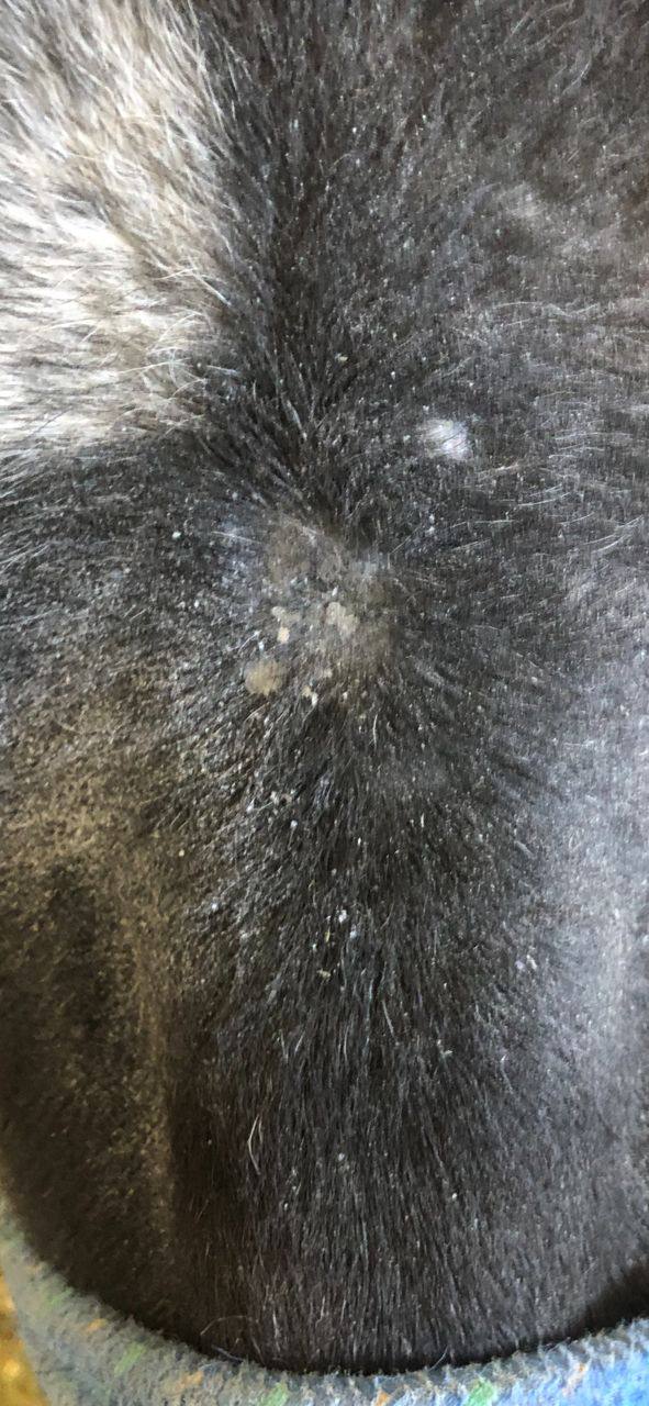 Pony — Healing skin after treatment