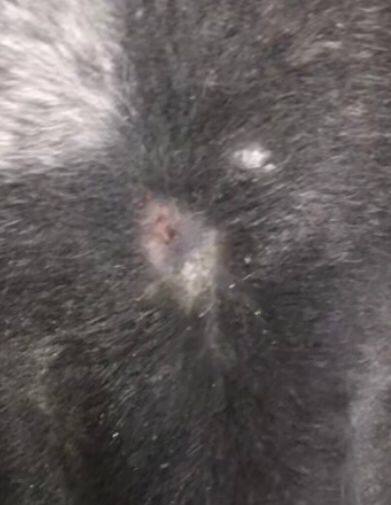 Pony — Skin laceration before treatment