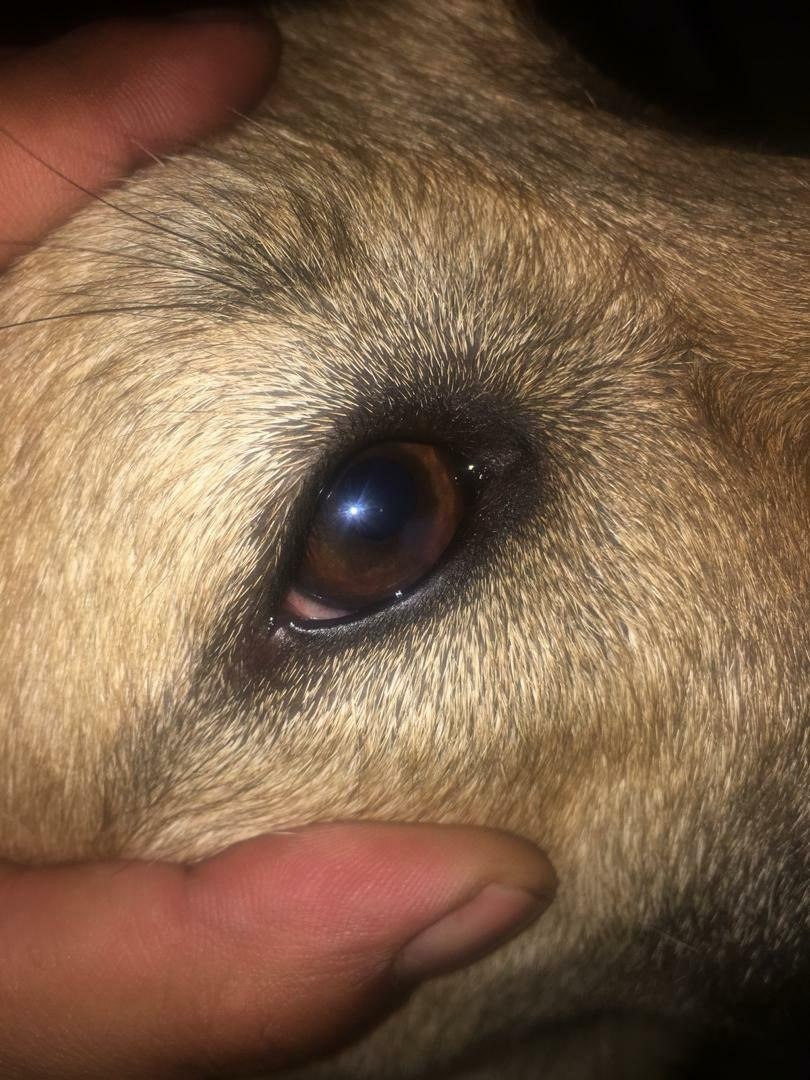 Canine Corneal — After treatment
