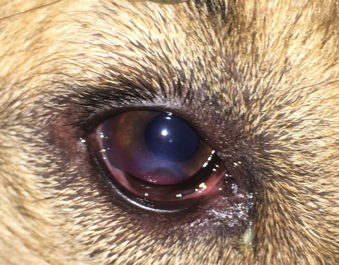 Canine Corneal — Before treatment
